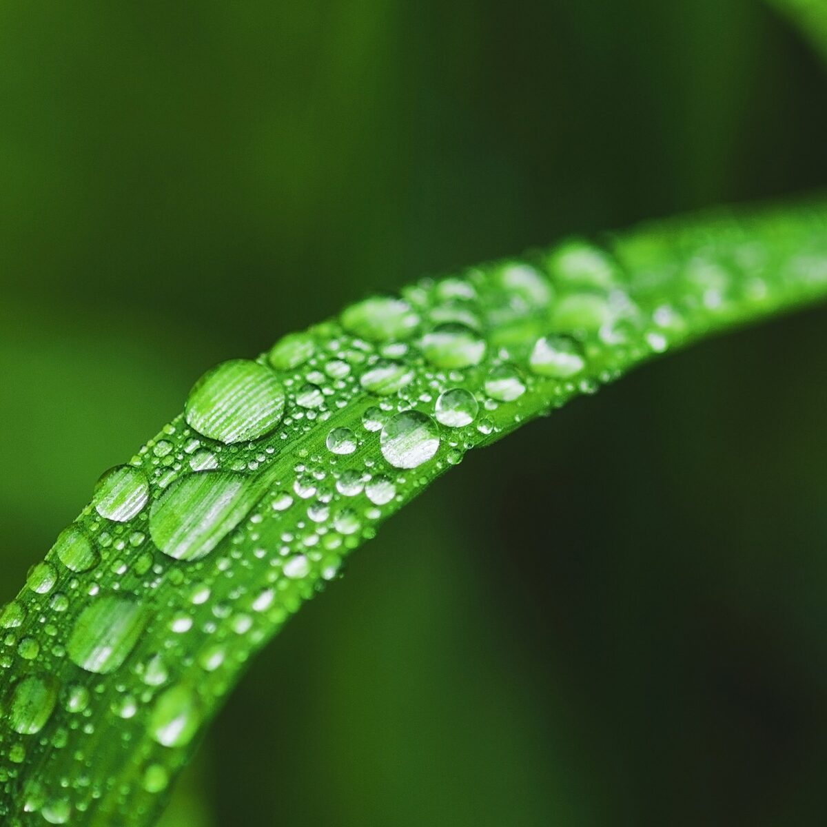 Dew drops on grass blade closeup